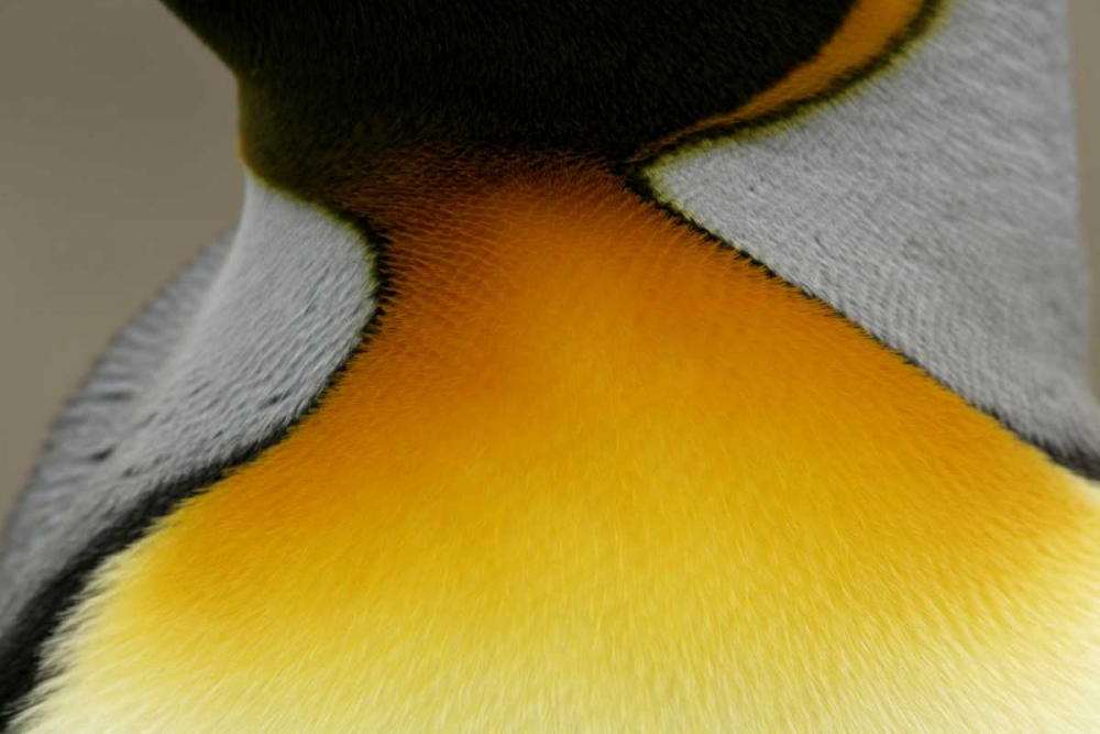 Art Print: South Georgia Island Detail of king penguin