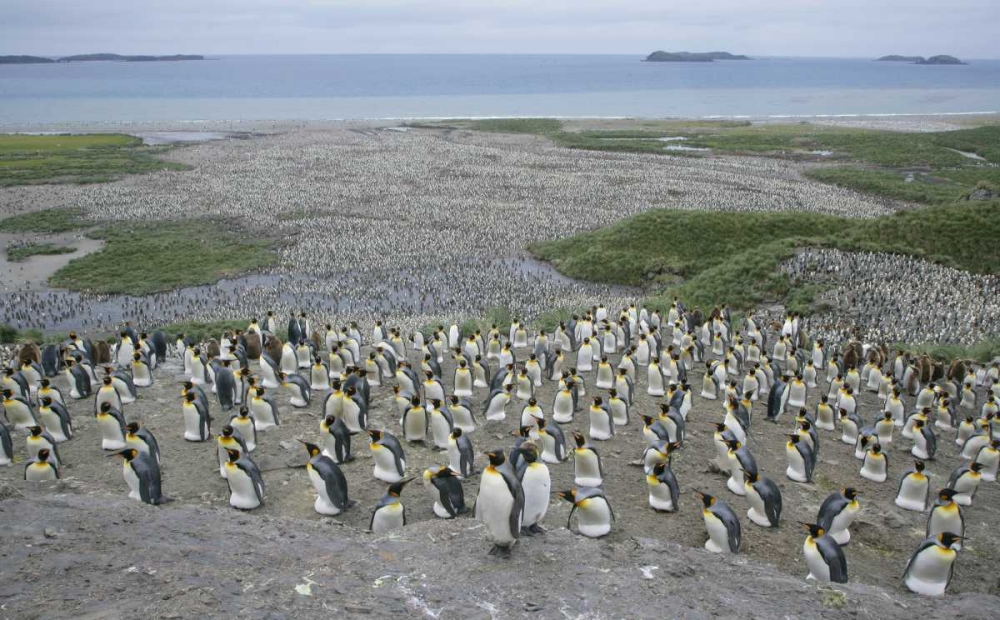 Art Print: South Georgia Island King penguin colony