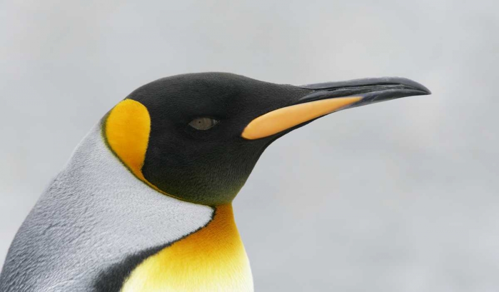 Art Print: South Georgia Island King penguin head