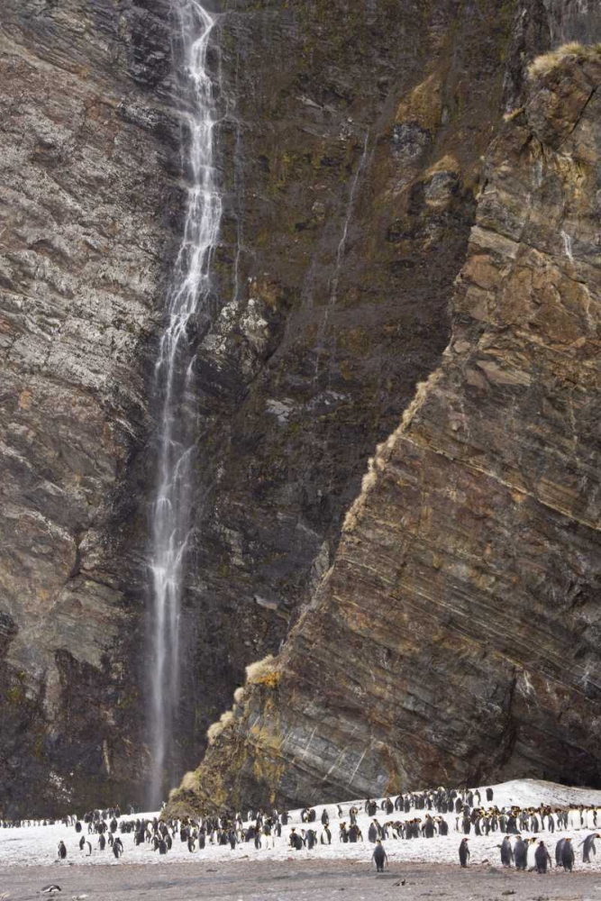 Art Print: South Georgia Isl, Fortuna King penguin colony