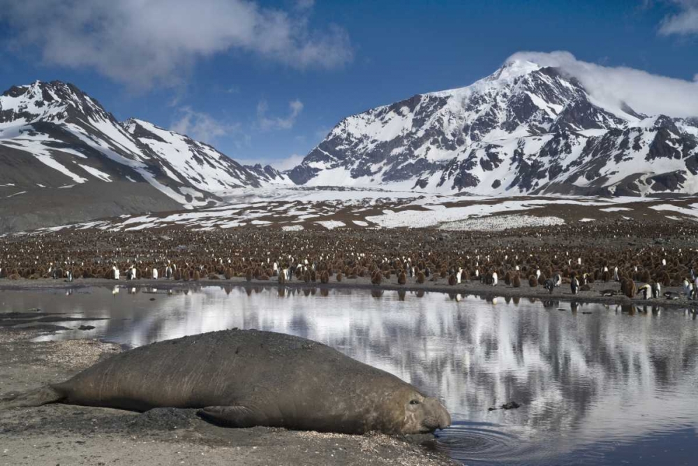Art Print: South Georgia Isl, Elephant seal and king penguin