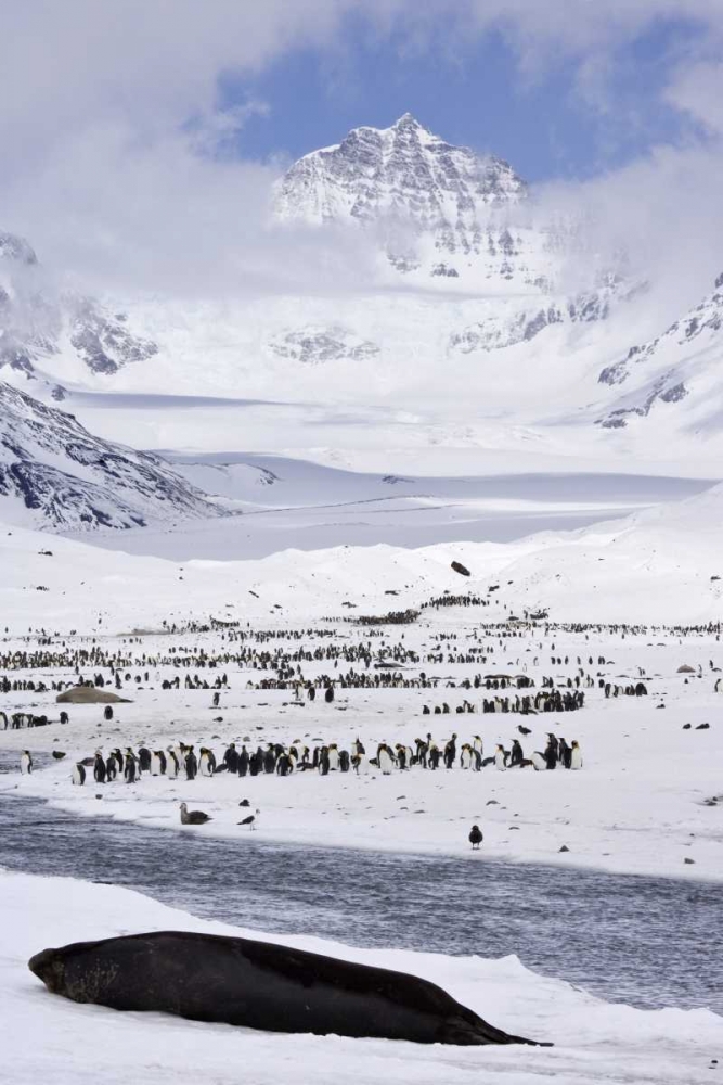 Art Print: South Georgia Isl, Seal and Penguin colony