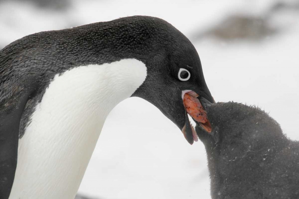 Art Print: Antarctica, Adelie penguin feeding young