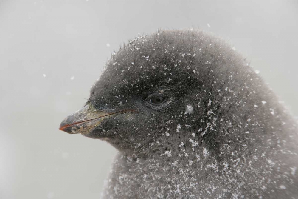 Art Print: Antarctica Adelie penguin chick in snowstorm