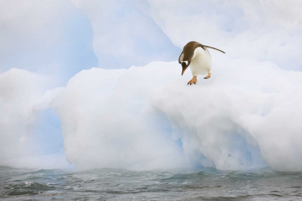 Wall Art Painting id:126796, Name: Antarctica, Gentoo penguin prepares to dive, Artist: Grall, Don