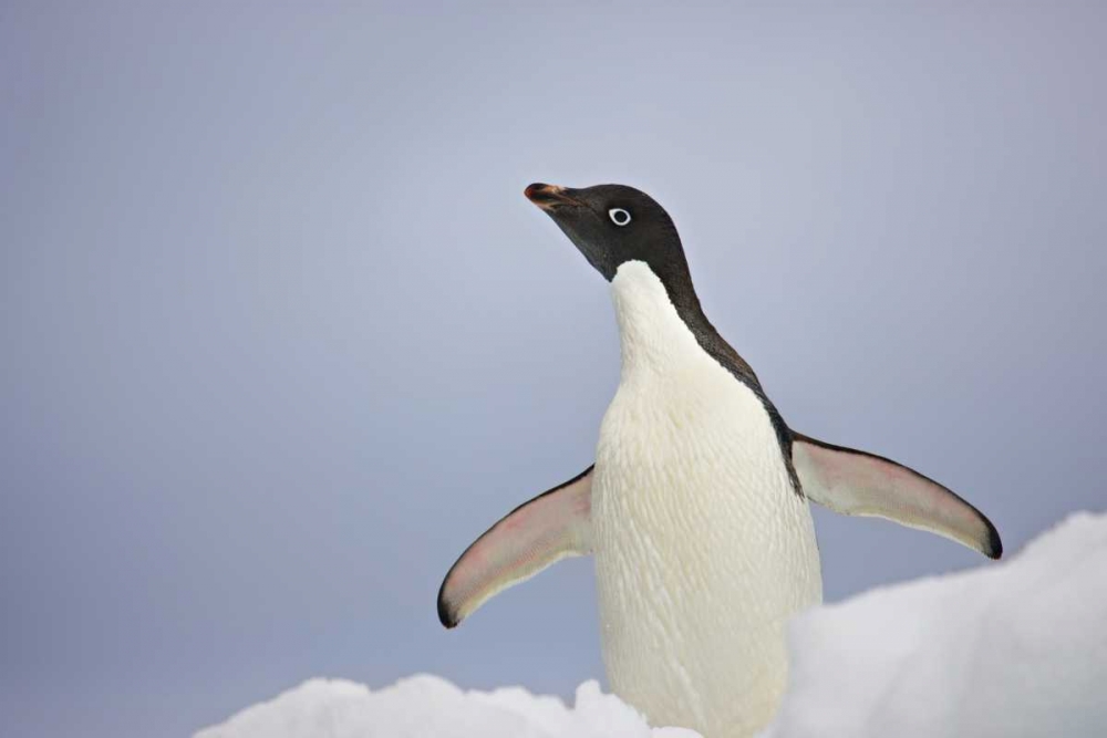 Wall Art Painting id:126798, Name: Antarctica, An adult Adelie penguin stretches, Artist: Grall, Don