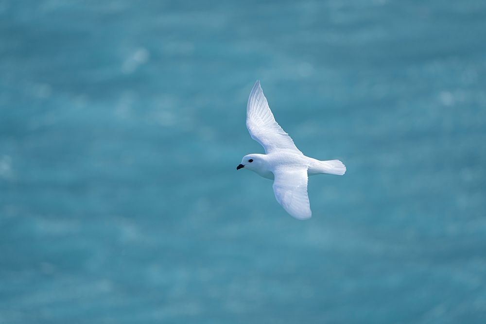 Art Print: Antarctica-South Georgia Island-Coopers Bay Snow petrel flying above Drygalski Fjord 