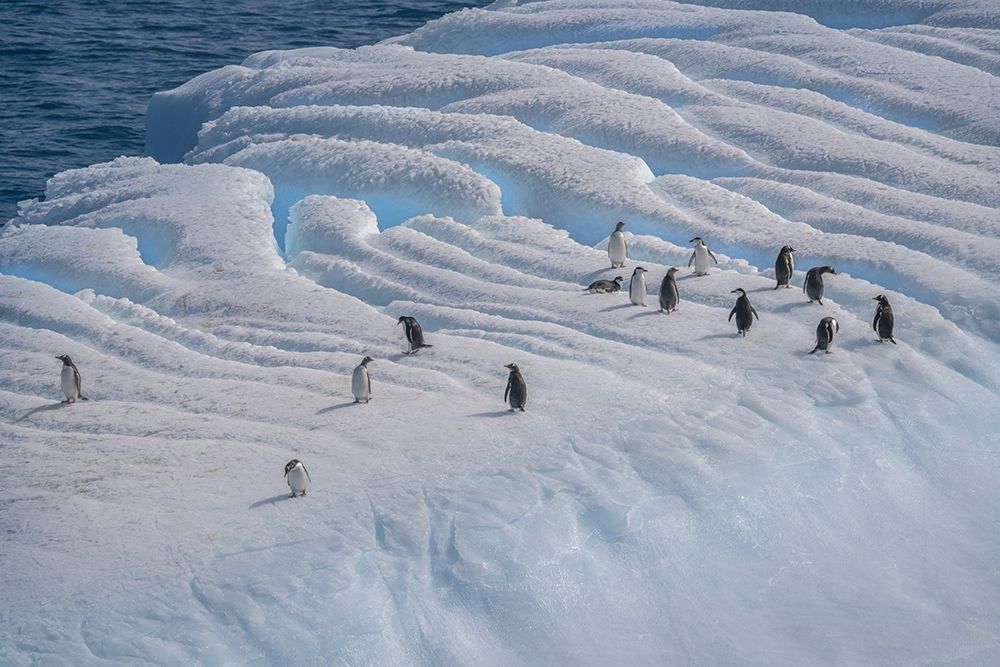 Art Print: Antarctica-South Georgia Island-Coopers Bay Penguins on iceberg 