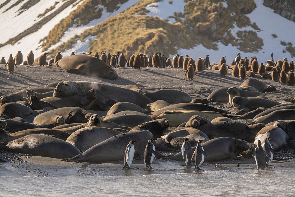 Art Print: Antarctica-South Georgia Island-Gold Harbor King penguins and elephant seals 