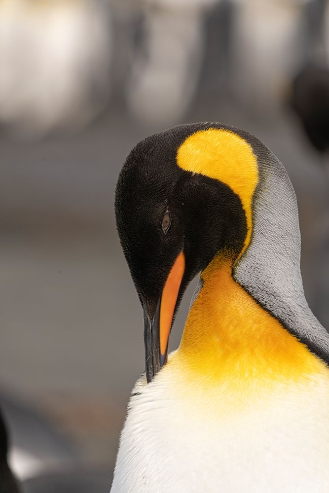 Art Print: Antarctica-South Georgia Island-Right Whale Bay King penguin preening 