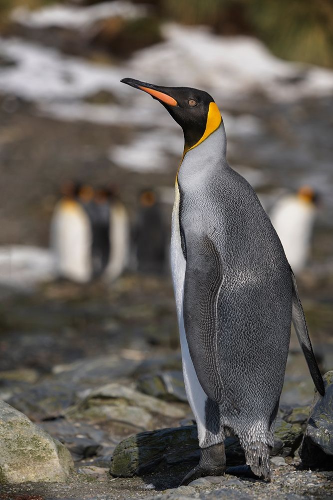 Art Print: Antarctica-South Georgia Island-Elsehul Bay King penguin close-up 