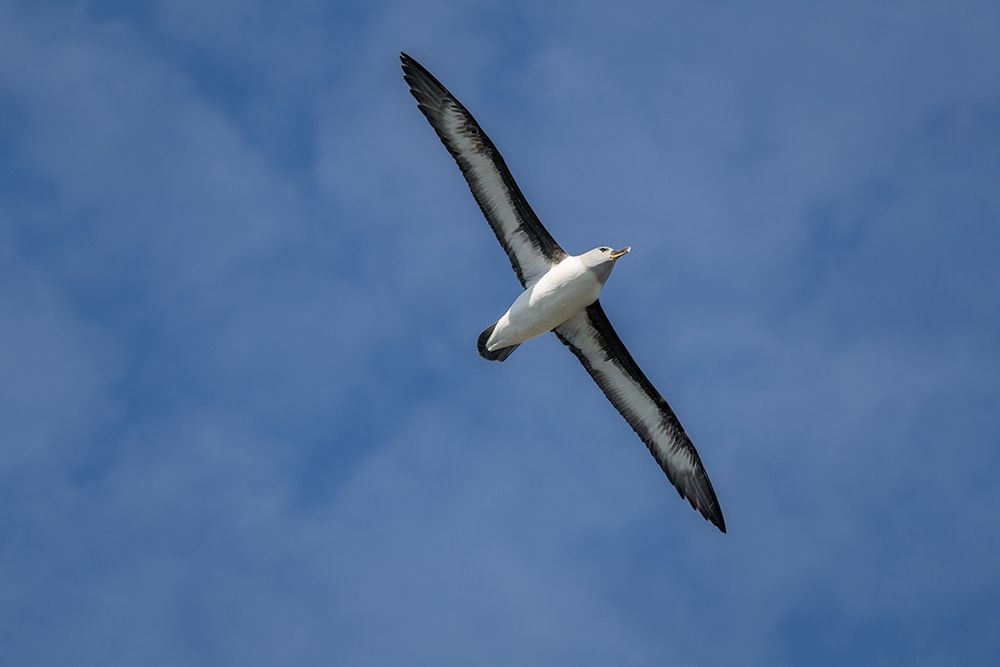 Art Print: Antarctica-South Georgia Island-Elsehul Bay Grey-headed albatross soars on air currents 