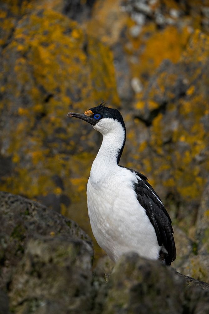 Art Print: Antarctica-South Georgia Island-Undine Harbor North Antarctic blue-eyed shag close-up 