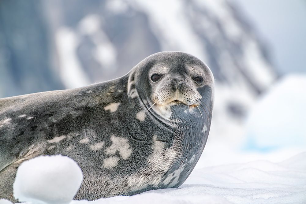 Art Print: Antarctica, Yalour Islands. Weddell seal on iceberg.