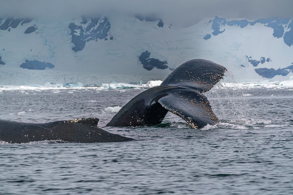 Art Print: Antarctica, Yalour Islands. Humpback whales close-up.