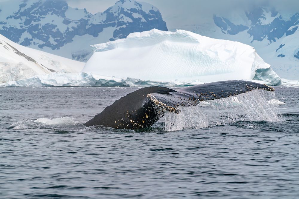Art Print: Antarctica, Yalour Islands. Humpback whale fluke close-up.