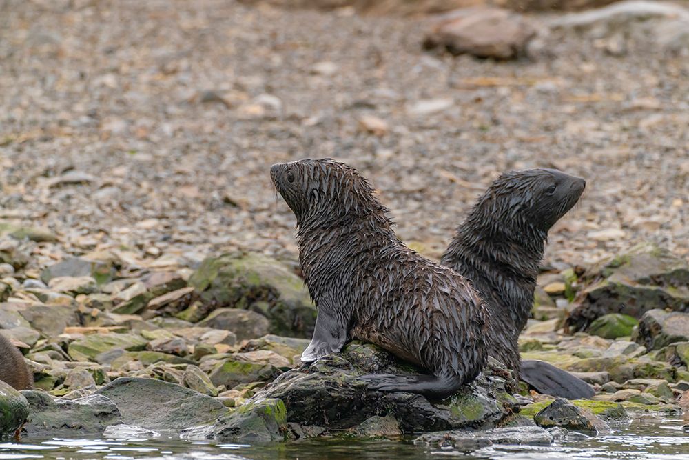 Art Print: Antarctica, South Georgia. Close-up of fur seal pups.