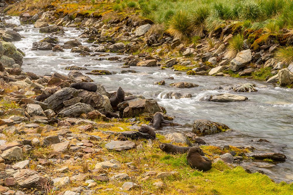 Art Print: Antarctica, South Georgia. Fur seals along a stream.