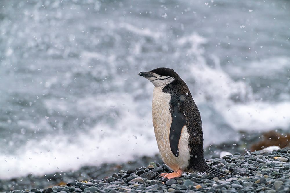 Art Print: Antarctica, South Shetland Islands, Half Moon Island. Chinstrap penguin in falling snow.