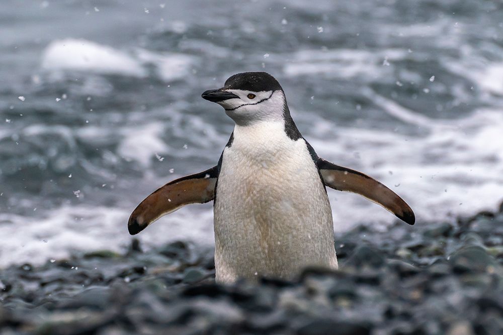 Art Print: Antarctica, South Shetland Islands, Half Moon Island. Chinstrap penguin in snowfall.