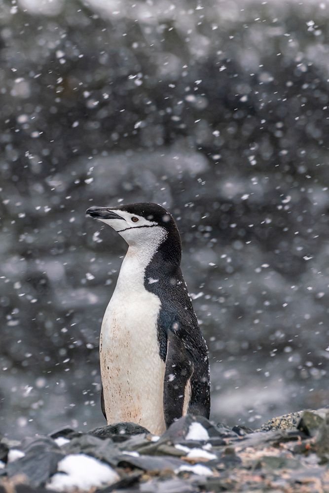 Art Print: Antarctica, South Shetland Islands, Half Moon Island. Chinstrap penguin in snowfall.