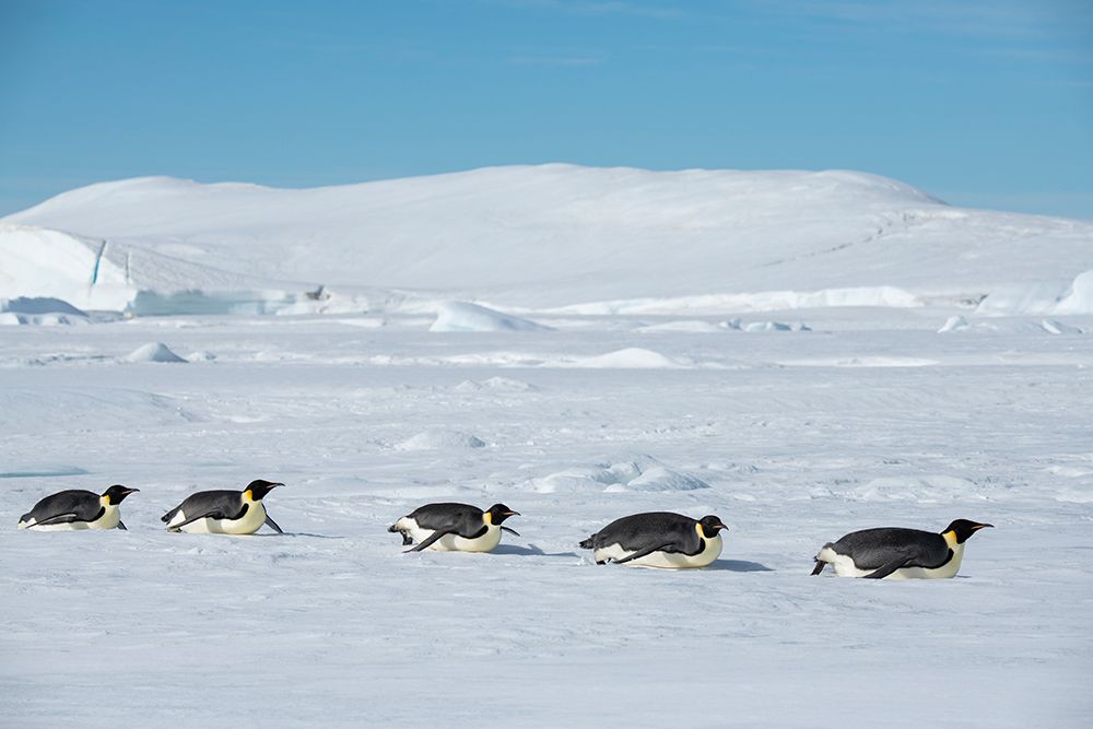 Art Print: Antarctica-Weddell Sea-Snow Hill. Emperor penguins toboggining.
