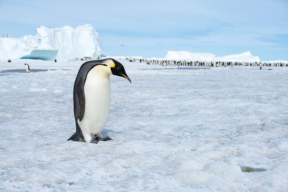 Art Print: Antarctica-Weddell Sea-Snow Hill. Emperor penguins adult with colony in distance.