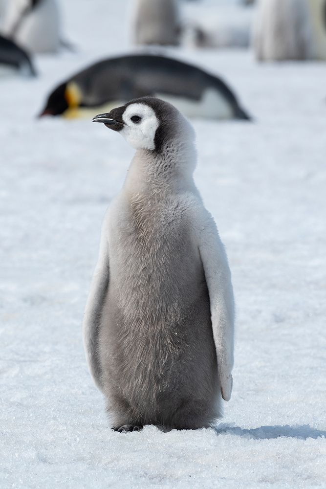 Art Print: Antarctica-Weddell Sea-Snow Hill. Emperor penguin chick