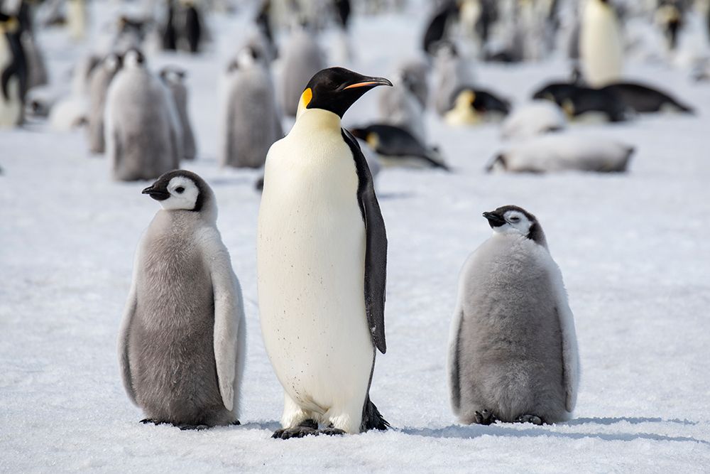 Art Print: Antarctica-Weddell Sea-Snow Hill. Emperor penguins adult with chicks.