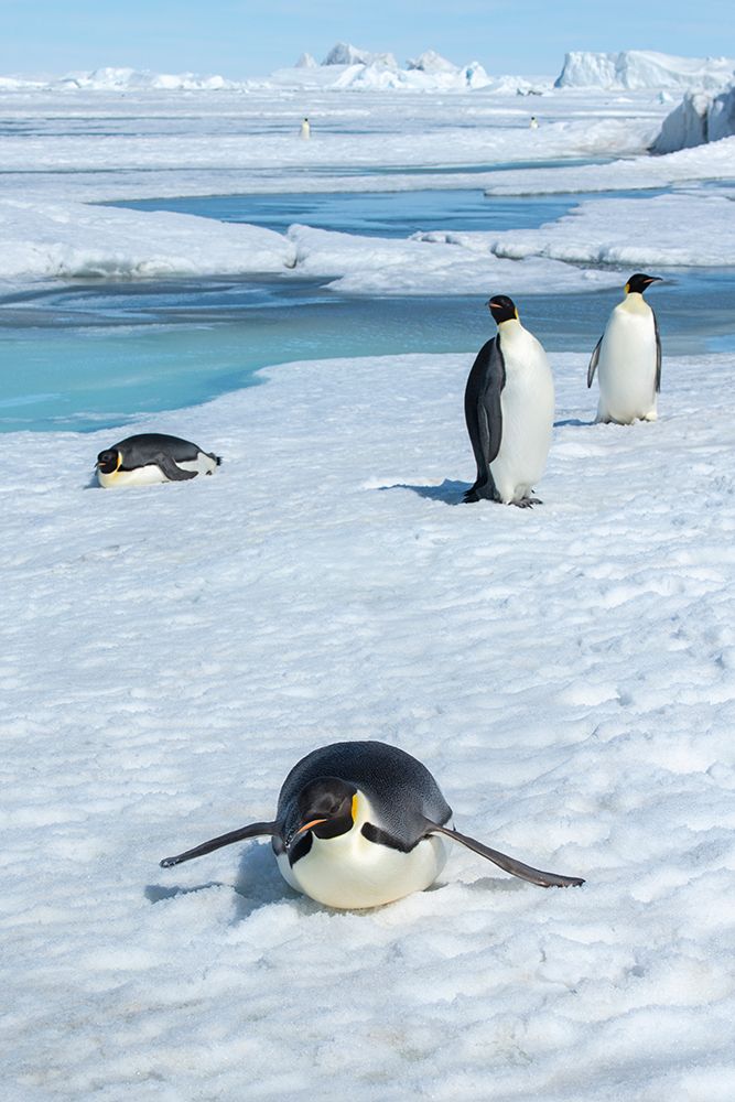 Art Print: Antarctica-Weddell Sea-Snow Hill. Emperor penguins toboggining.