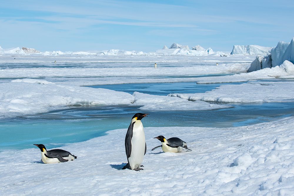 Art Print: Antarctica-Weddell Sea-Snow Hill. Emperor penguins