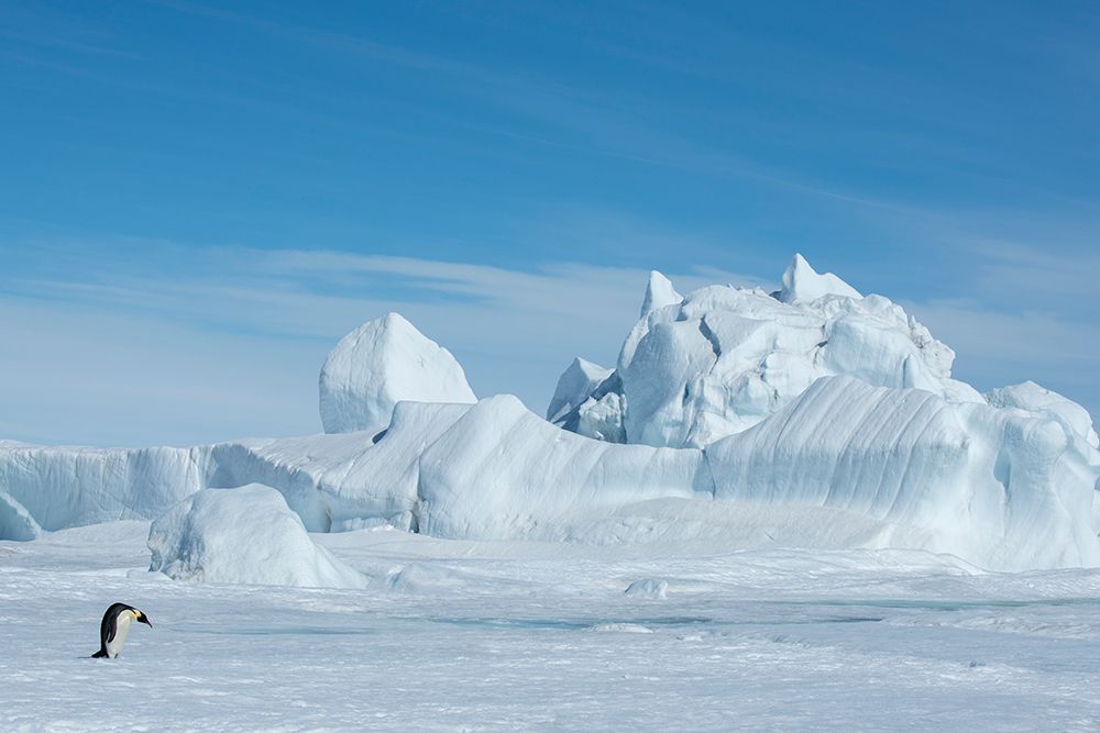 Art Print: Antarctica-Weddell Sea-Snow Hill. Emperor penguin with iceberg in the distance.