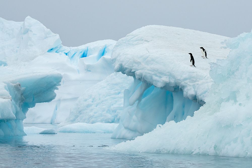 Art Print: Antarctica-Vega Island-aka Devil Island. Adelie penguins on blue iceberg.