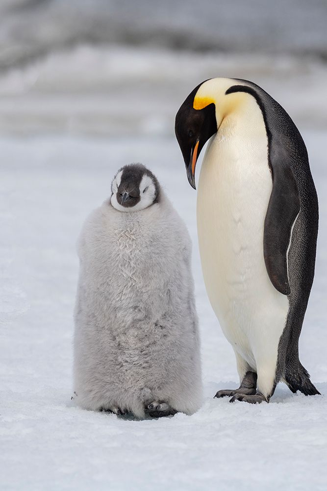 Art Print: Antarctica-Weddell Sea-Snow Hill. Emperor penguins chick with adult.