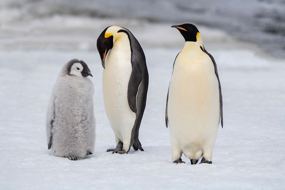 Art Print: Antarctica-Weddell Sea-Snow Hill. Emperor penguins chick with adult.