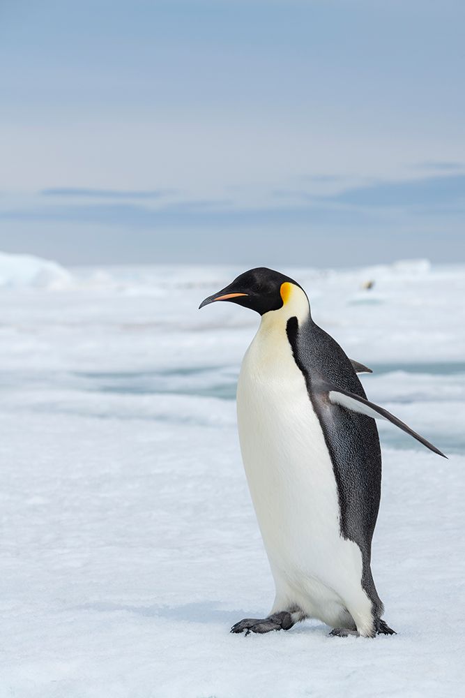 Art Print: Antarctica-Weddell Sea-Snow Hill. Emperor penguins