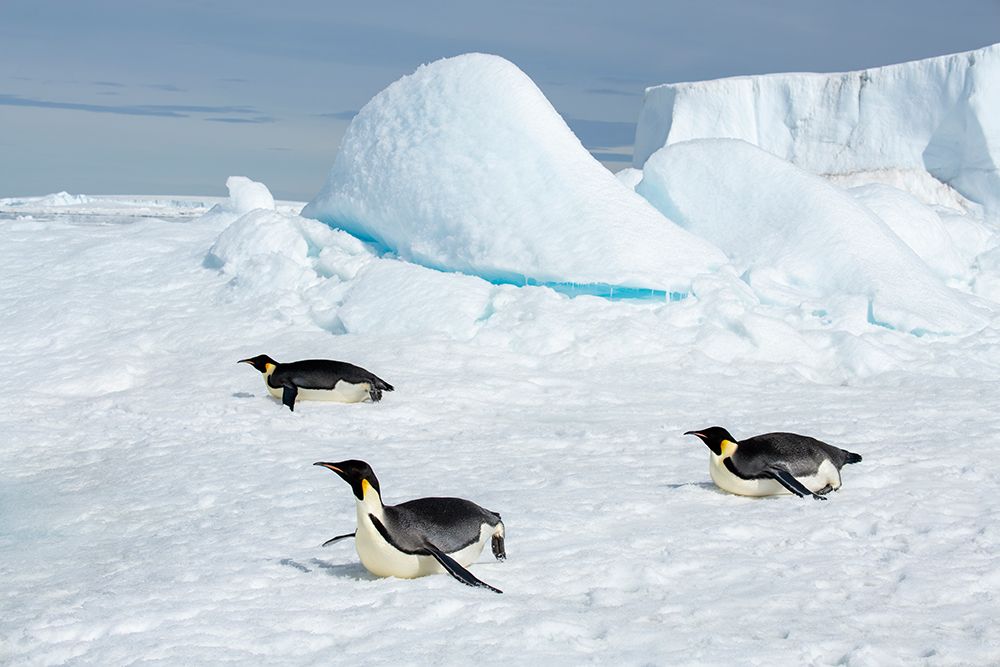 Art Print: Antarctica-Weddell Sea-Snow Hill. Emperor penguins toboggining.