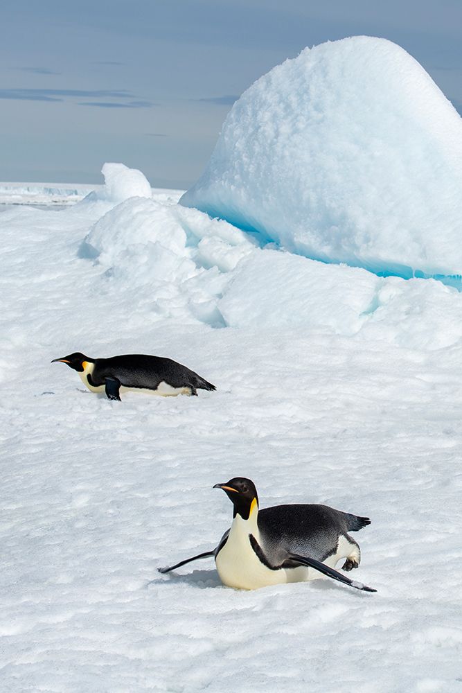 Art Print: Antarctica-Weddell Sea-Snow Hill. Emperor penguins toboggining.