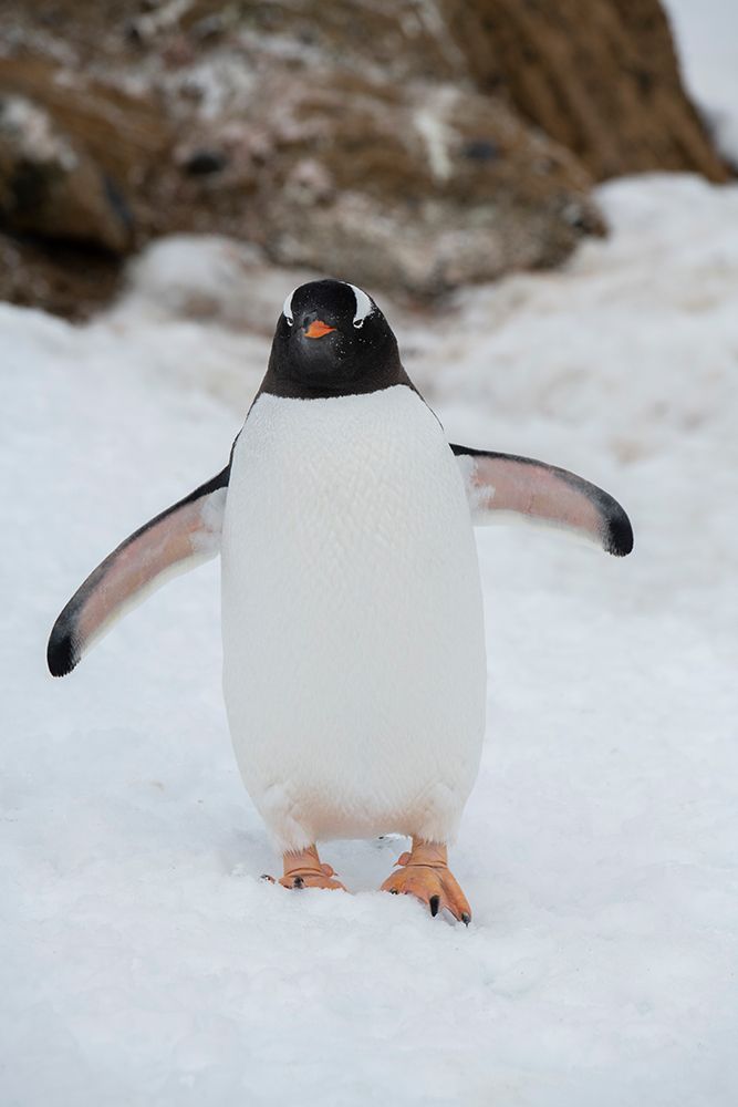 Art Print: Antarctica, Brown Bluff. Gentoo penguin.