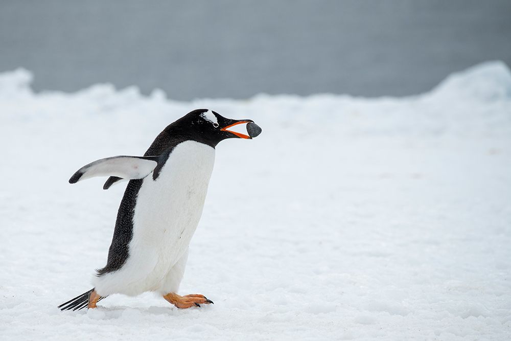 Art Print: Antarctica, Brown Bluff. Gentoo penguin with nesting stone, courtship behavior.