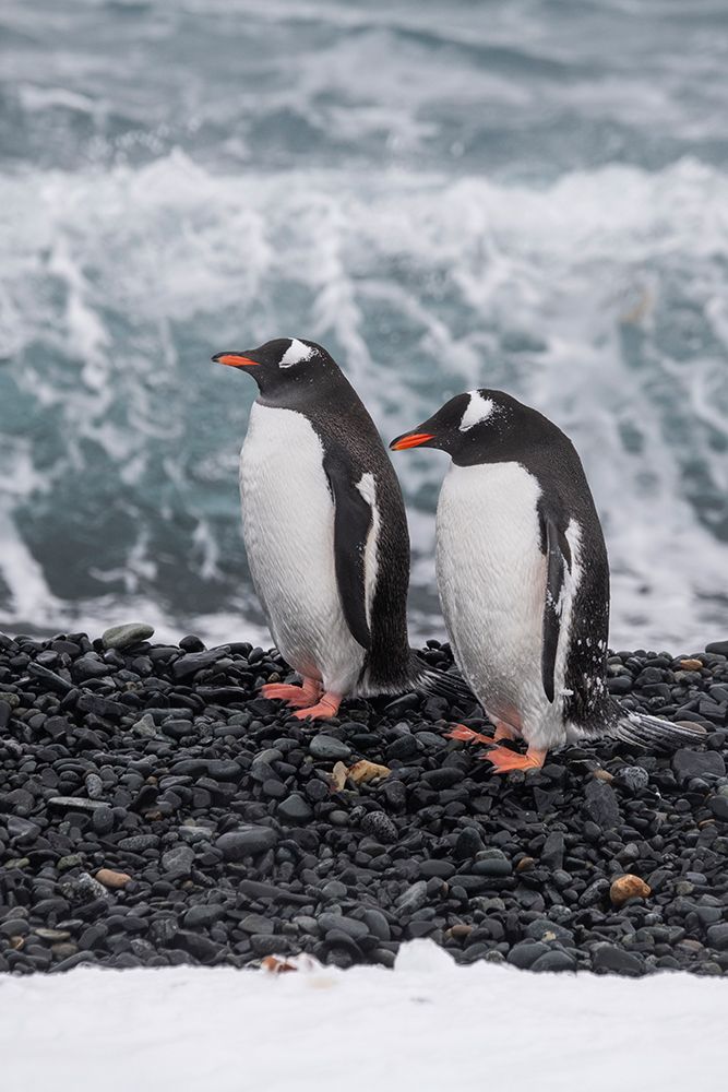 Art Print: Antarctica, South Shetland Islands, Half Moon Bay. Pair of gentoo penguins on rocky black beach.