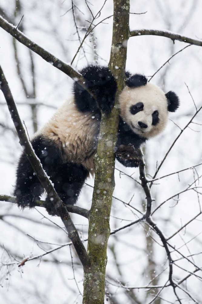 Art Print: China, Chengdu Baby giant panda in tree