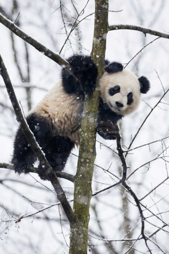 Wall Art Painting id:136629, Name: China, Chengdu Baby giant panda in tree, Artist: Zuckerman, Jim