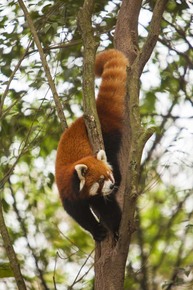 Art Print: China, Chengdu, Wolong Reserve Lesser panda