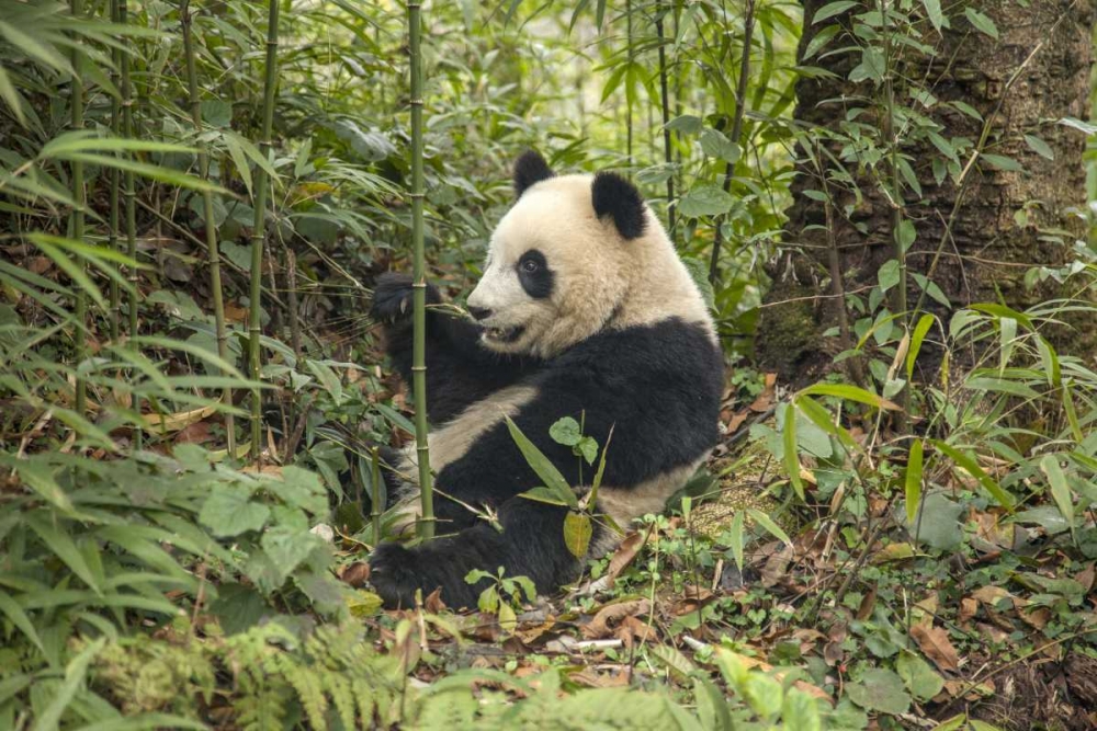 Art Print: China, Chengdu Young giant panda eating