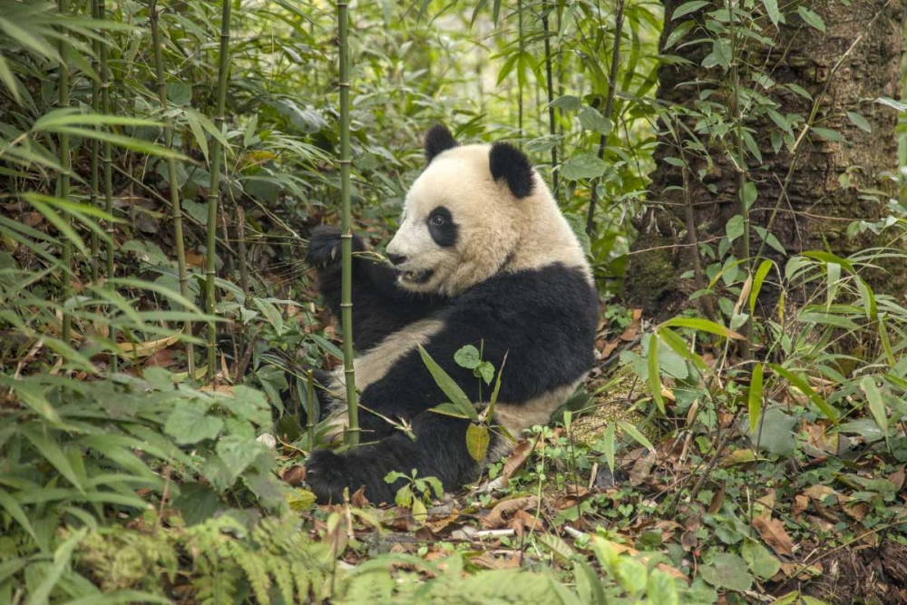 Wall Art Painting id:136630, Name: China, Chengdu Young giant panda eating, Artist: Zuckerman, Jim