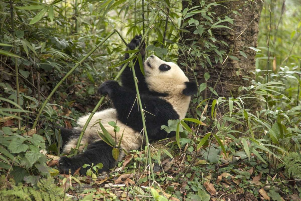 Art Print: China, Chengdu Young giant panda eating