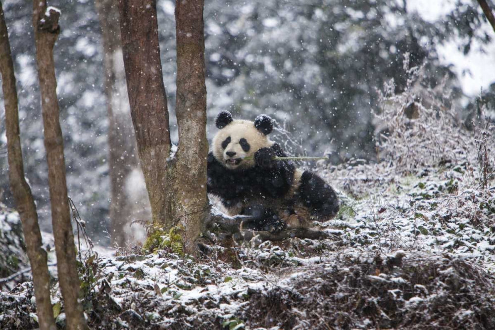 Art Print: China Baby giant panda in snowfall