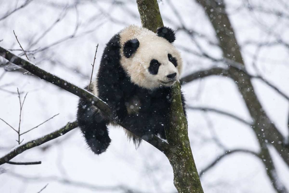 Art Print: China, Chengdu Baby giant panda in tree