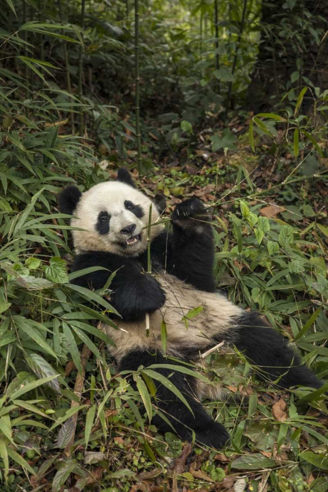 Art Print: China, Chengdu Young giant panda eating